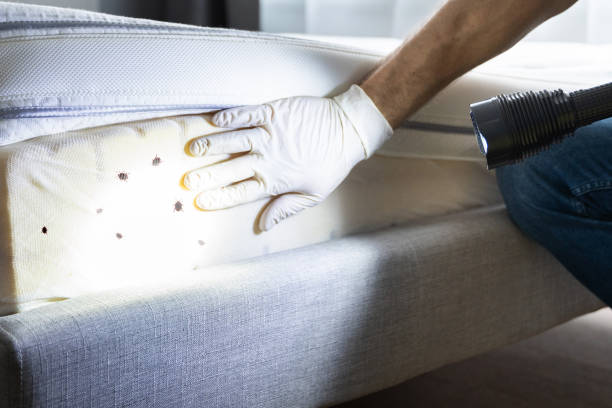 Best Affordable Pest Control Services  in , DC